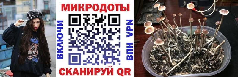 даркнет состав Жуковский Псилоцибиновые грибы Magic Shrooms